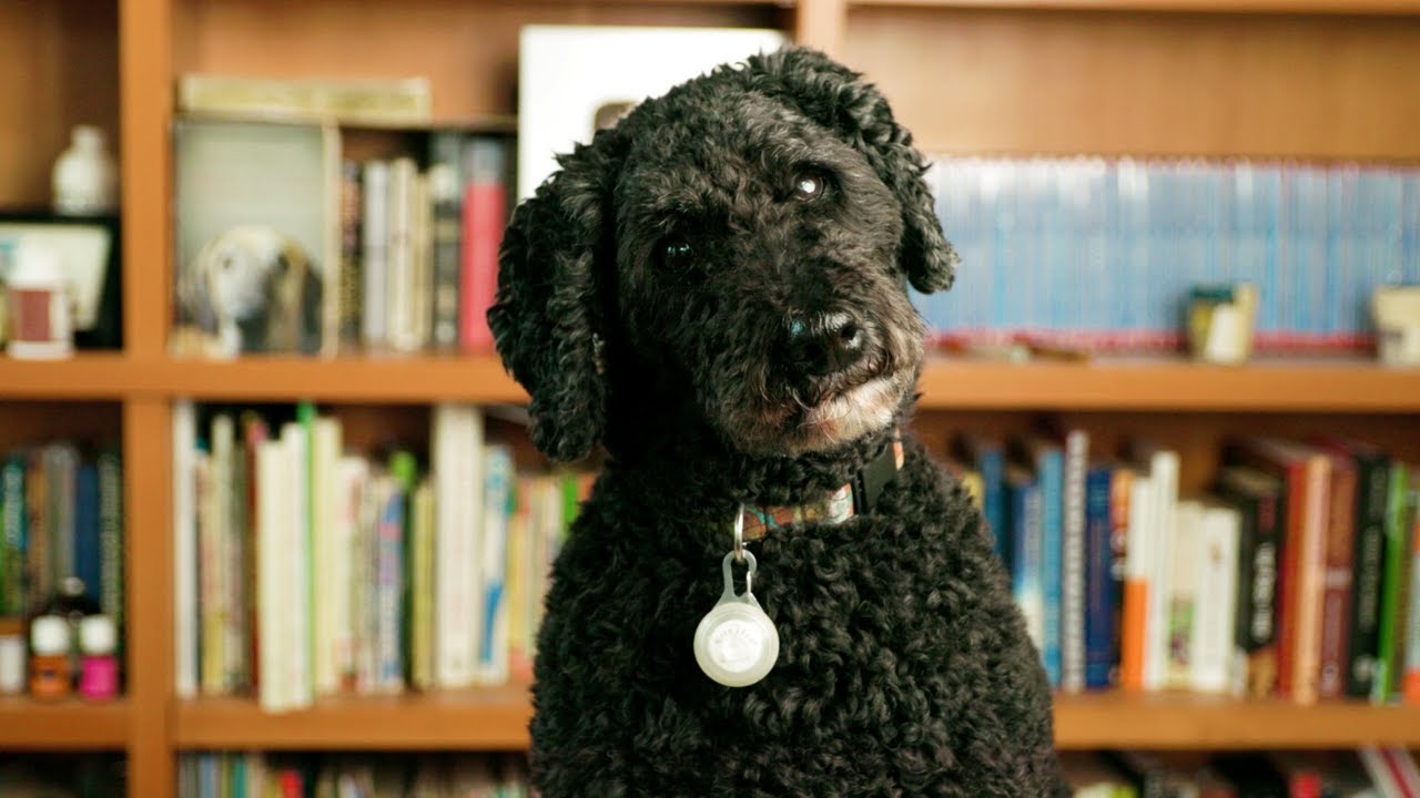 Vertigo in Dogs 5 New Remedies Veterinary Secrets Blog with Dr