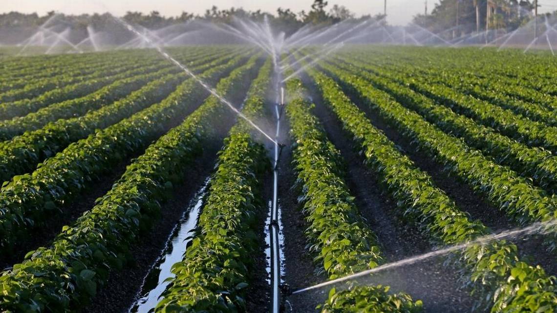 As climate change hits Florida agriculture, could the future be ‘carbon