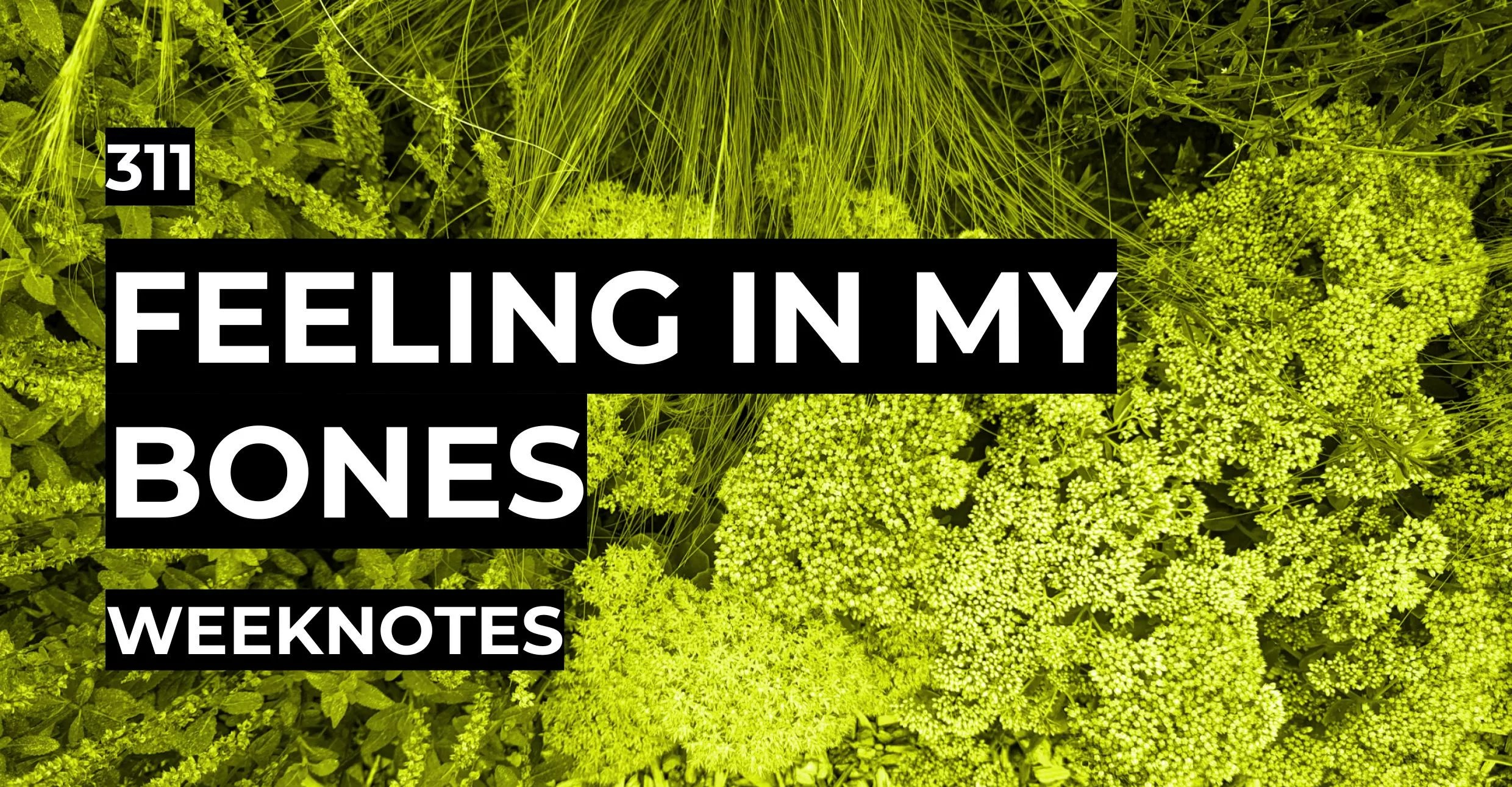 Feeling In My Bones thejaymo