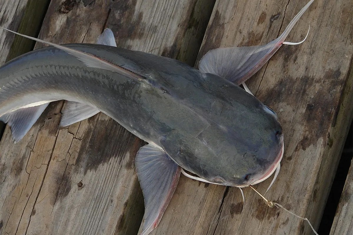 Hardhead Catfish The Jump