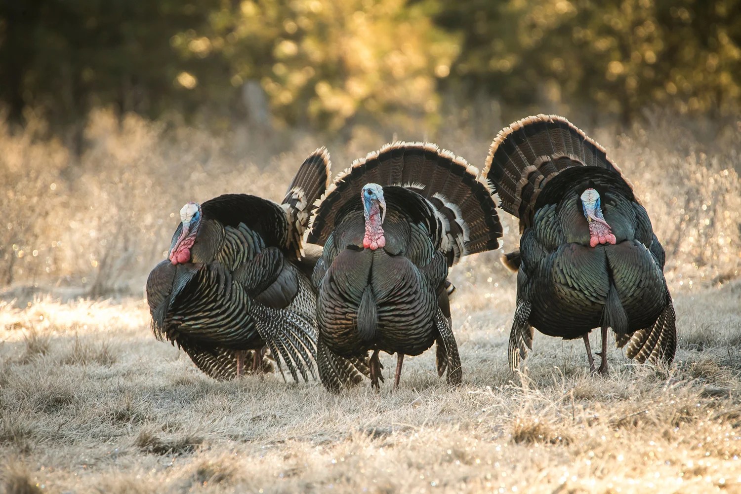 Turkey Hunting Essential Gear and Additional Tips The Jump