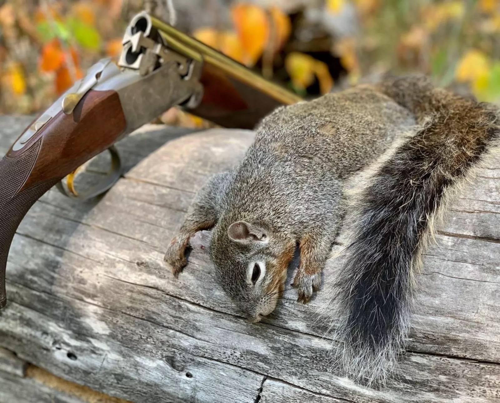 Hunting Early Season Cat (Grey) Squirrels The Jump