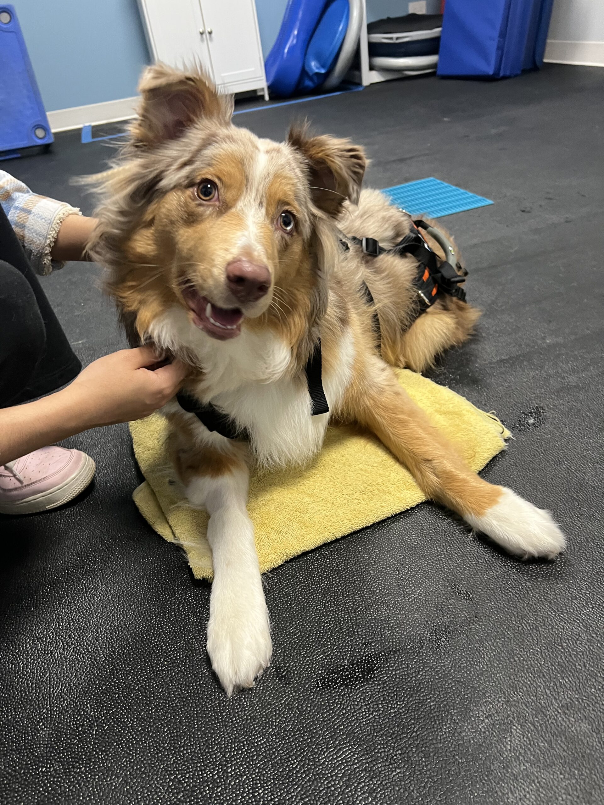 Vestibular Disease Archives TheK9PT Canine Rehabilitation & Wellness