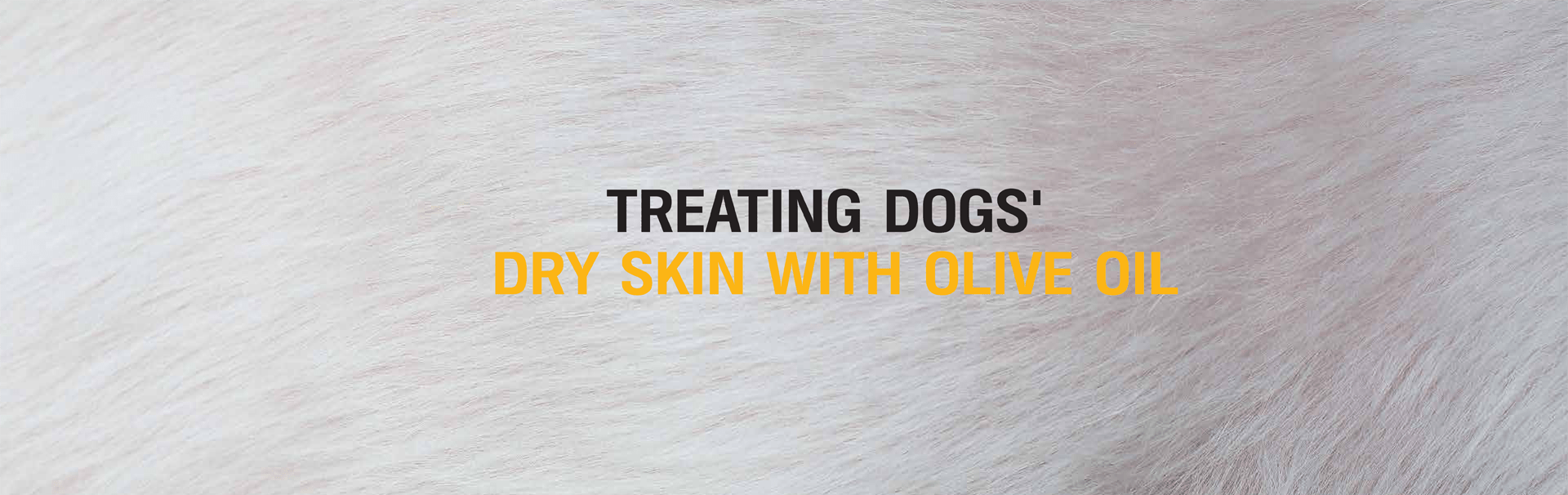 TREATING DOGS' DRY SKIN WITH OLIVE OIL