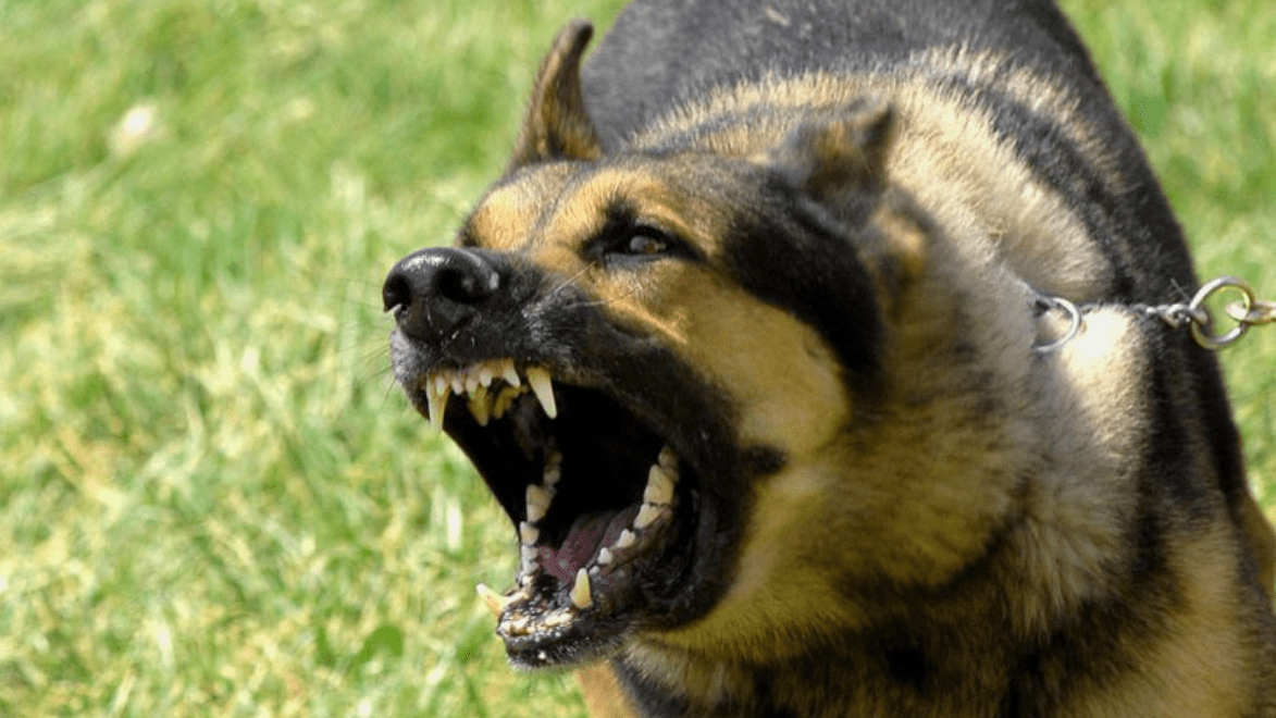 RAW FOOD AND DOG AGGRESSION