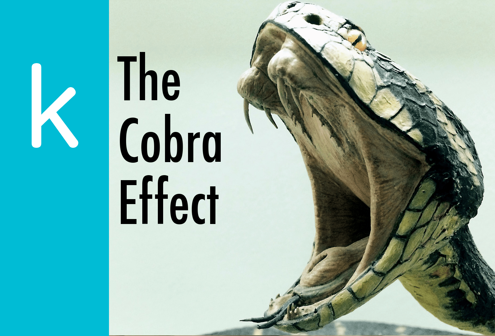 The Cobra Effect The K Guy