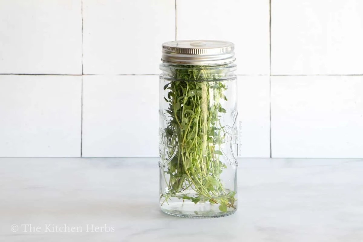 How to Store Thyme The Kitchen Herbs