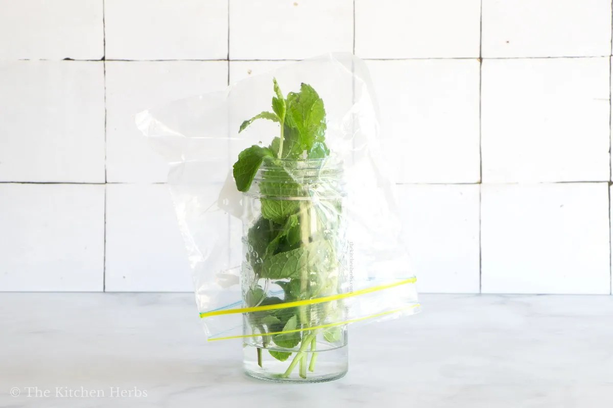 How to Store Mint The Kitchen Herbs