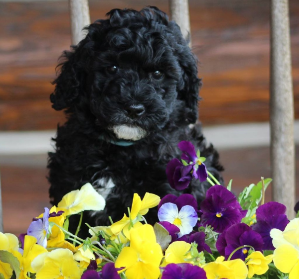 Champaign labradoodle puppies, breeder of small, medium, mini, and large poodle mix dogs. Rescue