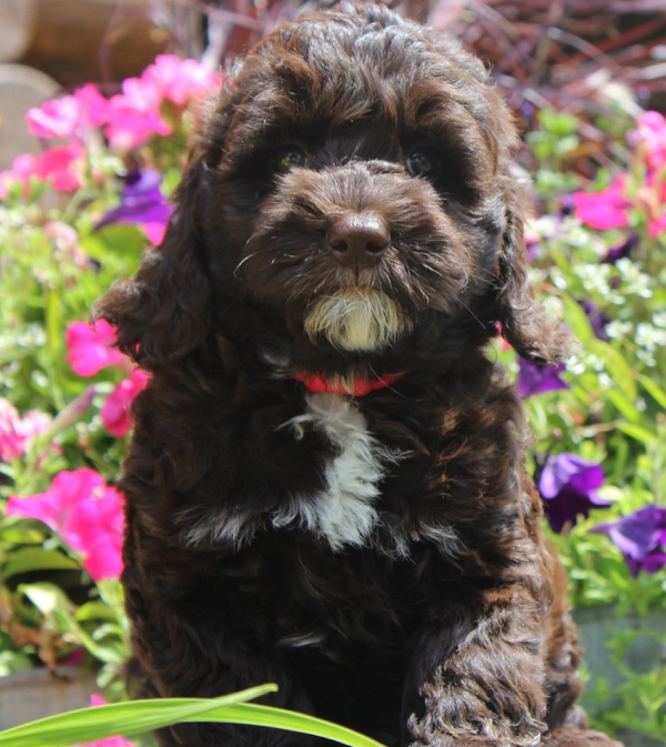 Coon Rapids labradoodle puppies, breeder of small, medium, mini, and