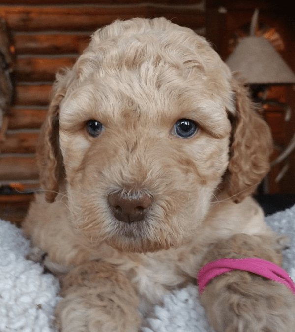 Indianapolis labradoodle puppies, breeder of small, medium, mini, and