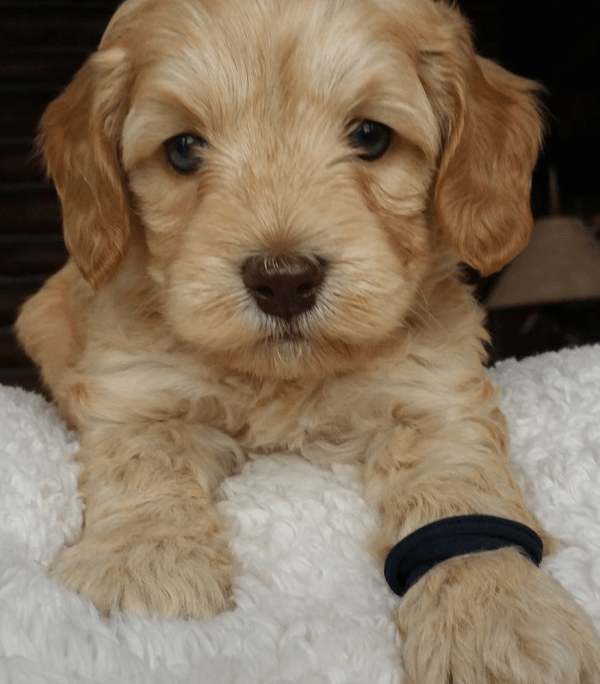 Rochester labradoodle puppies, breeder of small, medium, mini, and