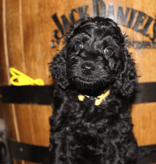 Springfield labradoodle puppies, breeder of small, medium, mini, and