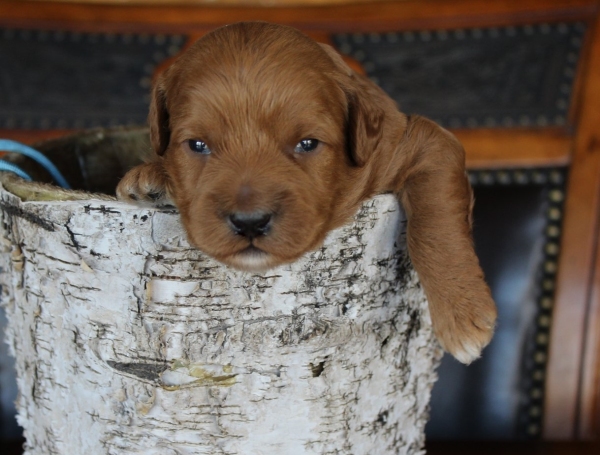 Woodbury labradoodle puppies, breeder of small, medium, mini, and large