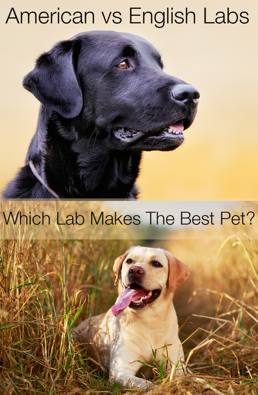 Which Type of Labrador Makes the Best Pet Work or Show? English or