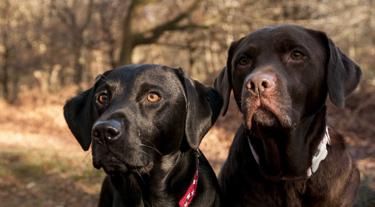 What is the Right Age Gap between Labradors