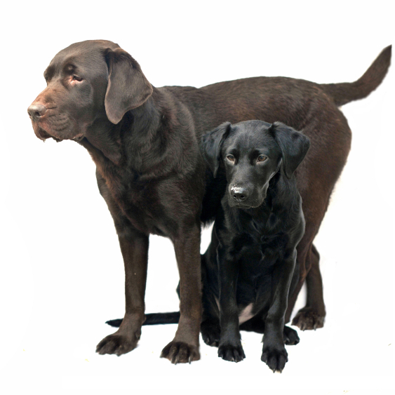 What is the Right Age Gap between Labradors