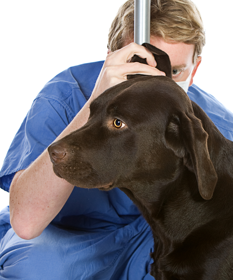 Ear Problems In Labradors The Labrador Site