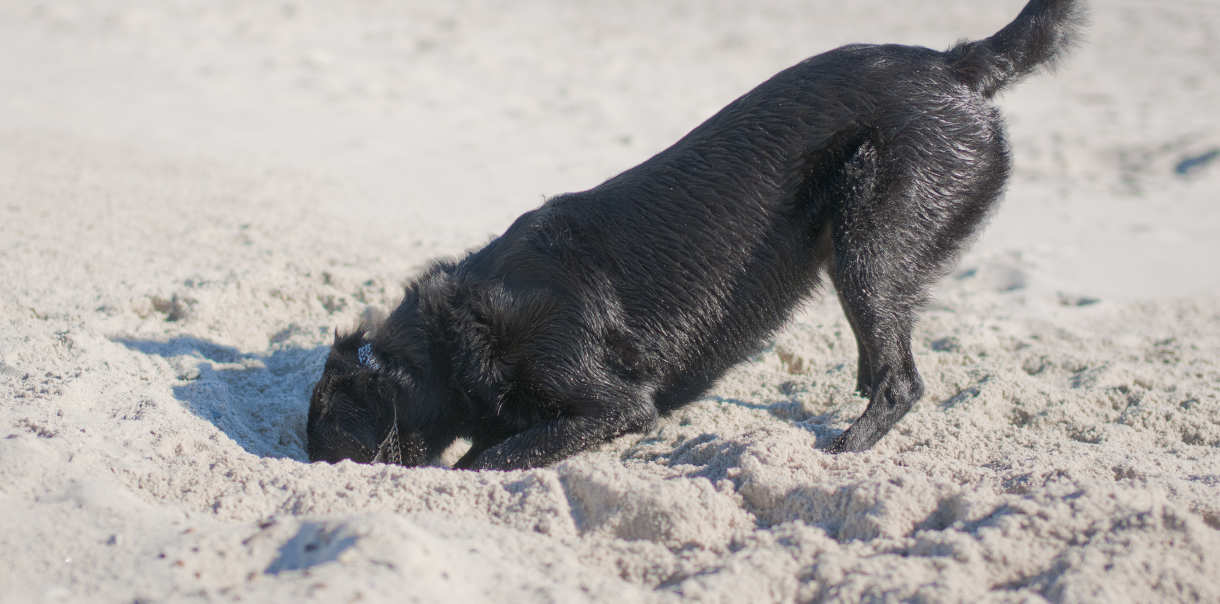 How To Stop A Dog From Digging Why Do Dogs Dig Holes?