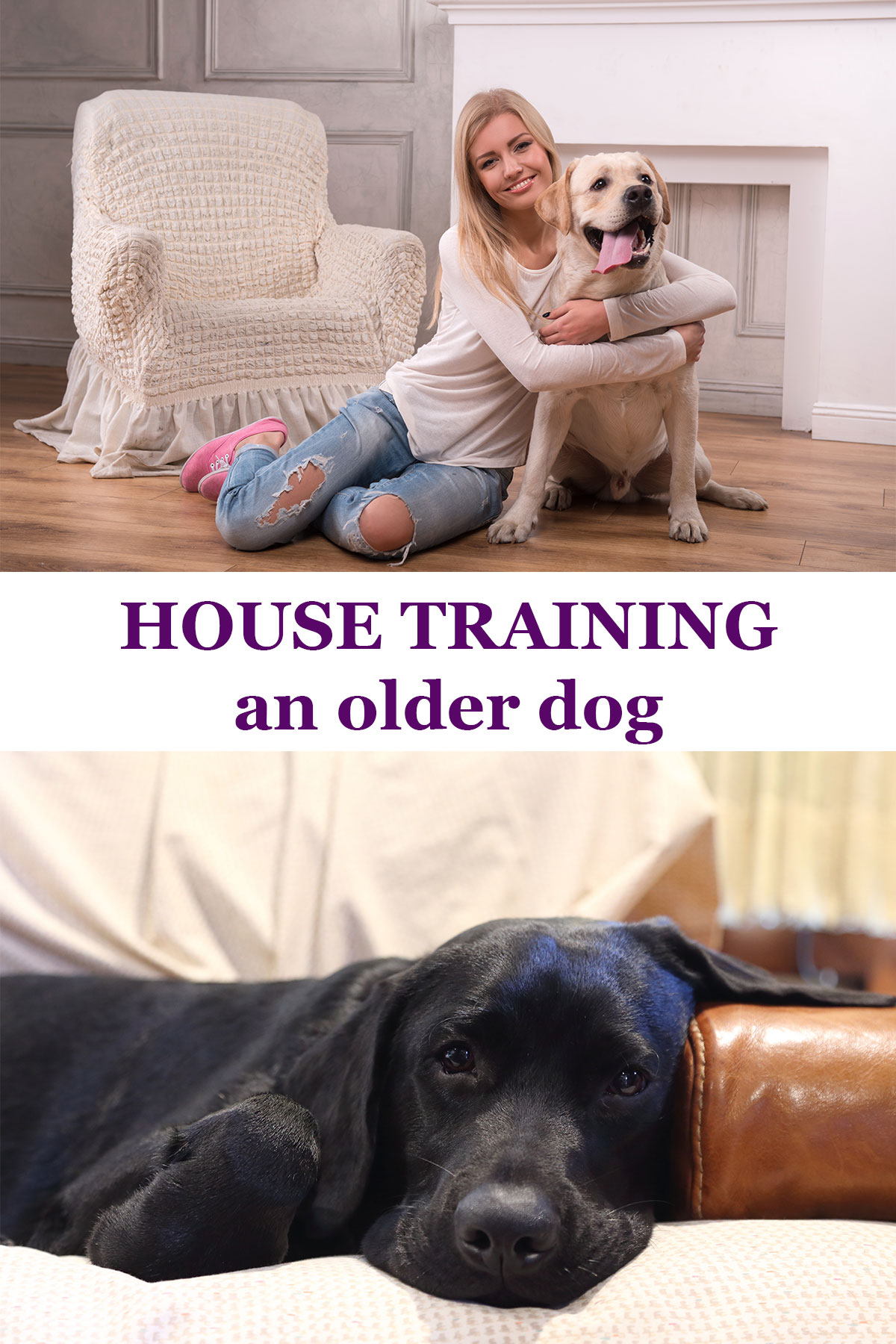 Potty Training An Older Dog The Labrador Site
