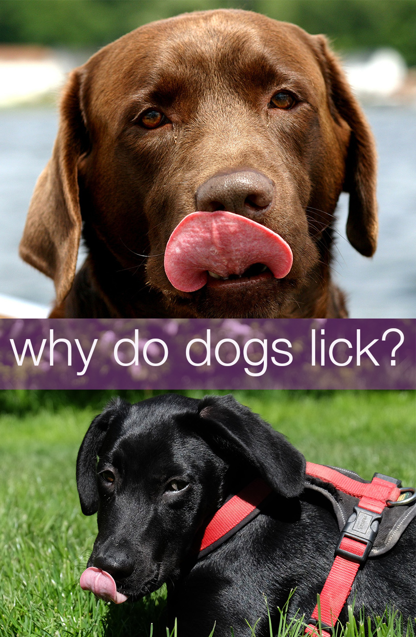 Why Do Dogs Lick? My Black Lab