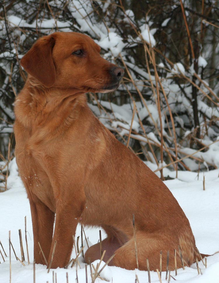 Fox Red Lab Your Guide To The Fox Red Labrador Retriever