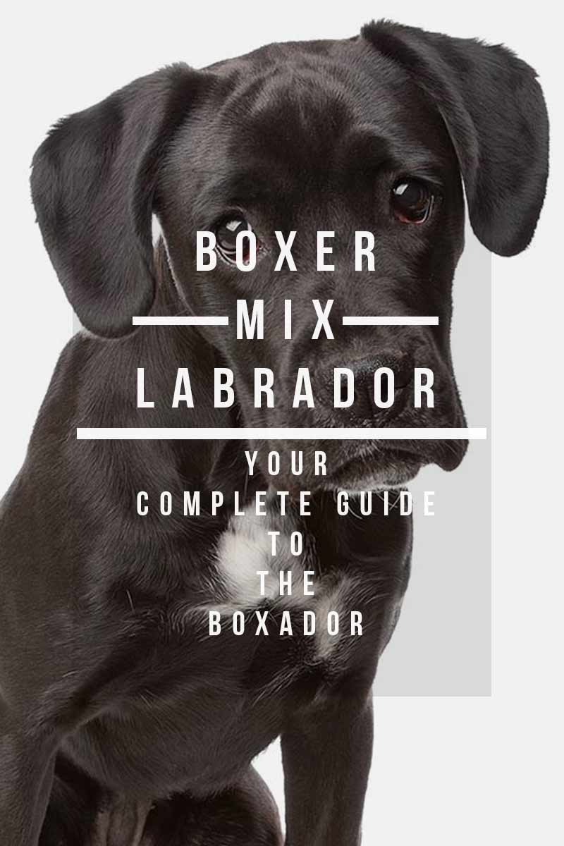 Boxador Dog Information - A Guide To The Boxer Lab Mix Breed