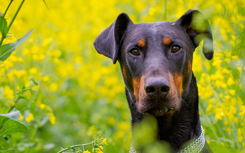 Doberman Lab Mix All About This Incredible Cross Breed