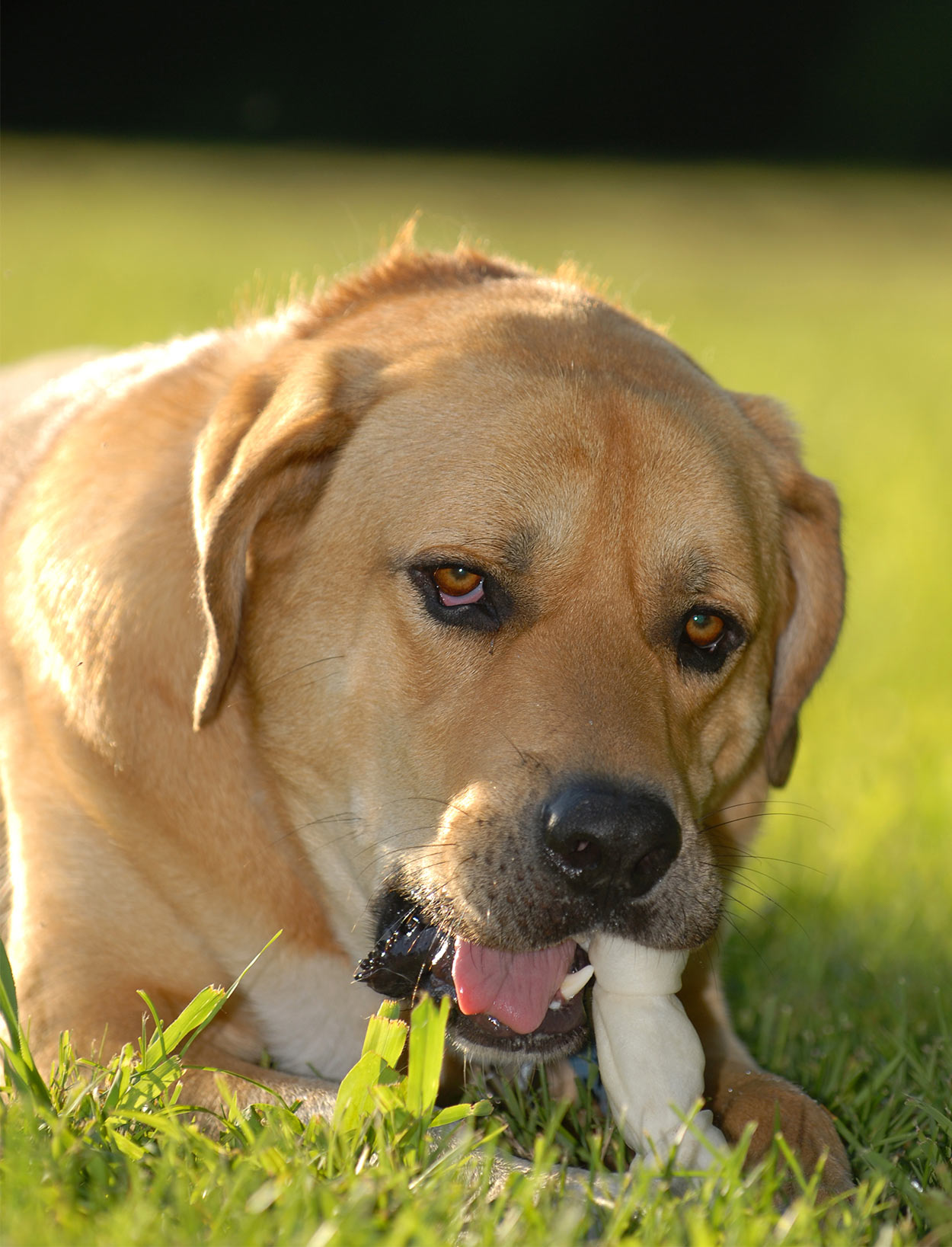 Mastiff Lab Mix Breed Information A Guide To The