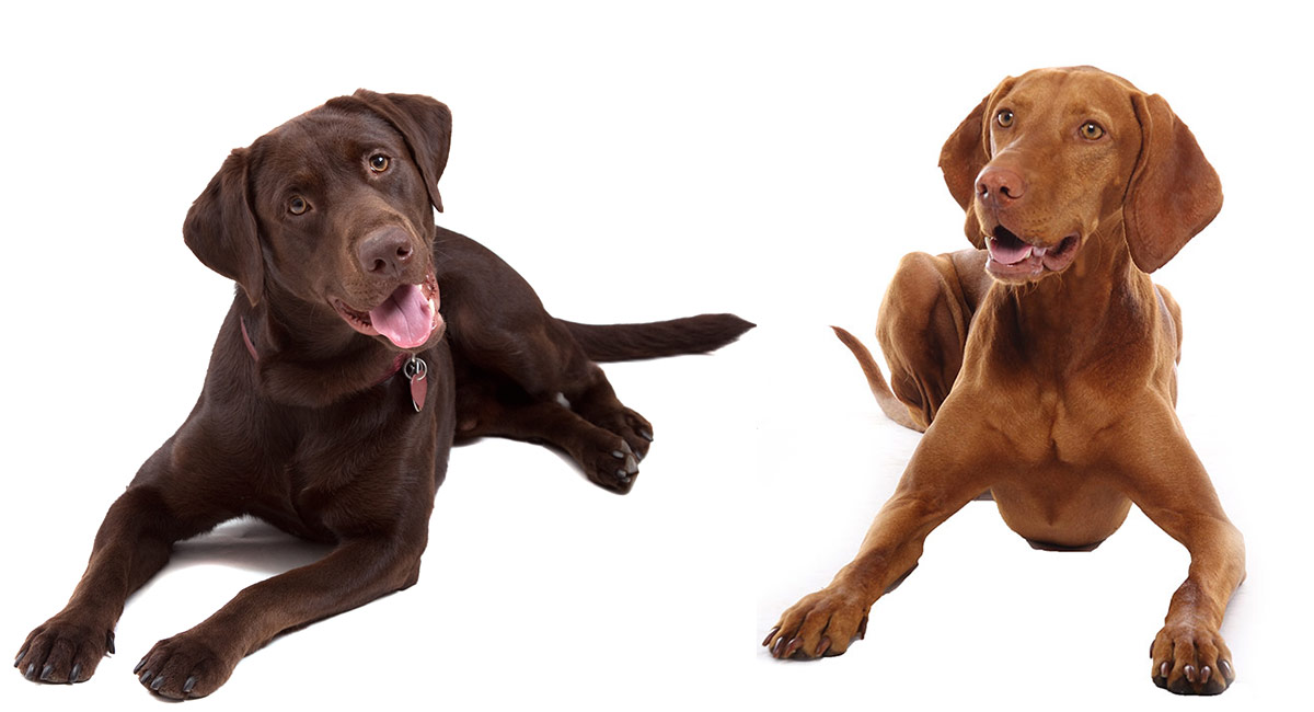 Vizsla Lab Mix A Complete Guide To The Hungarian Vizsla x Labrador