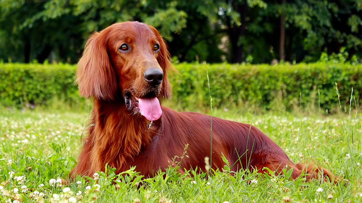 Best Large Dog Breeds Which Are the Top Family Pets?