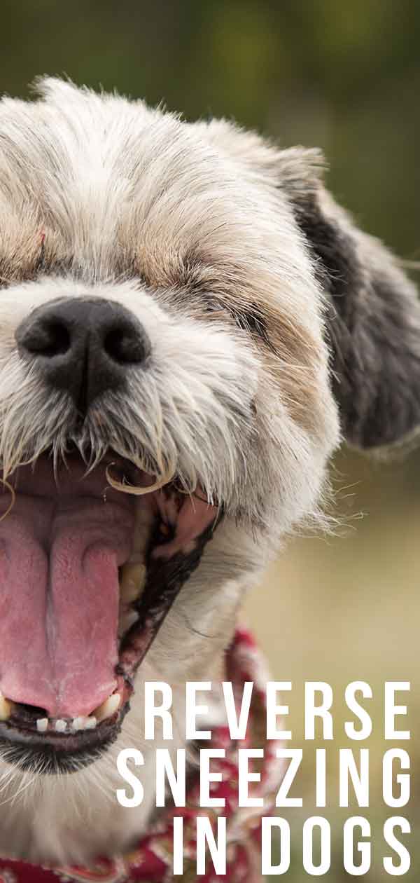 Reverse Sneezing in Dogs: Causes and Treatment PetHelpful