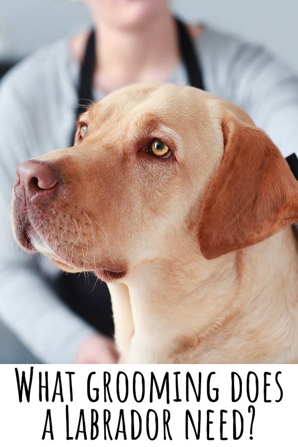 What Grooming Does A Labrador Need? A Labrador Grooming Guide