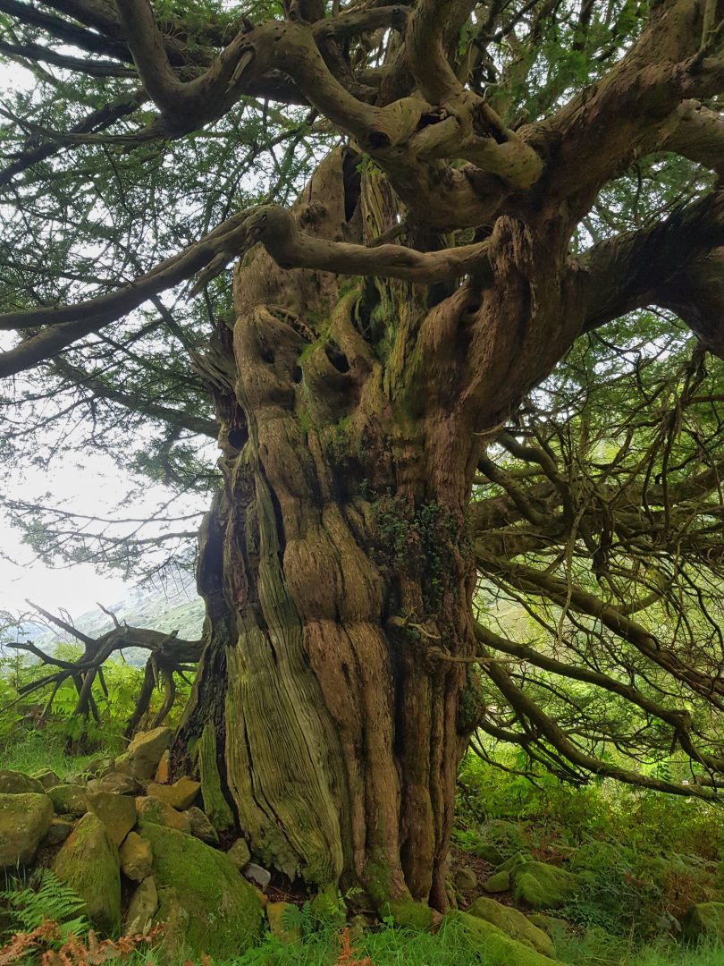 Borrowdale Yew Trees The Lakes 100 Road Trip