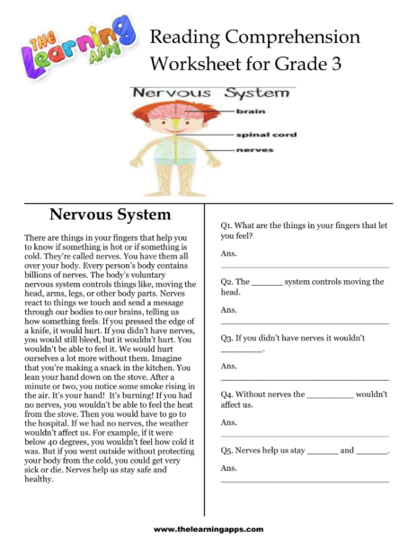 Download Nervous System Comprehension Worksheet for kids