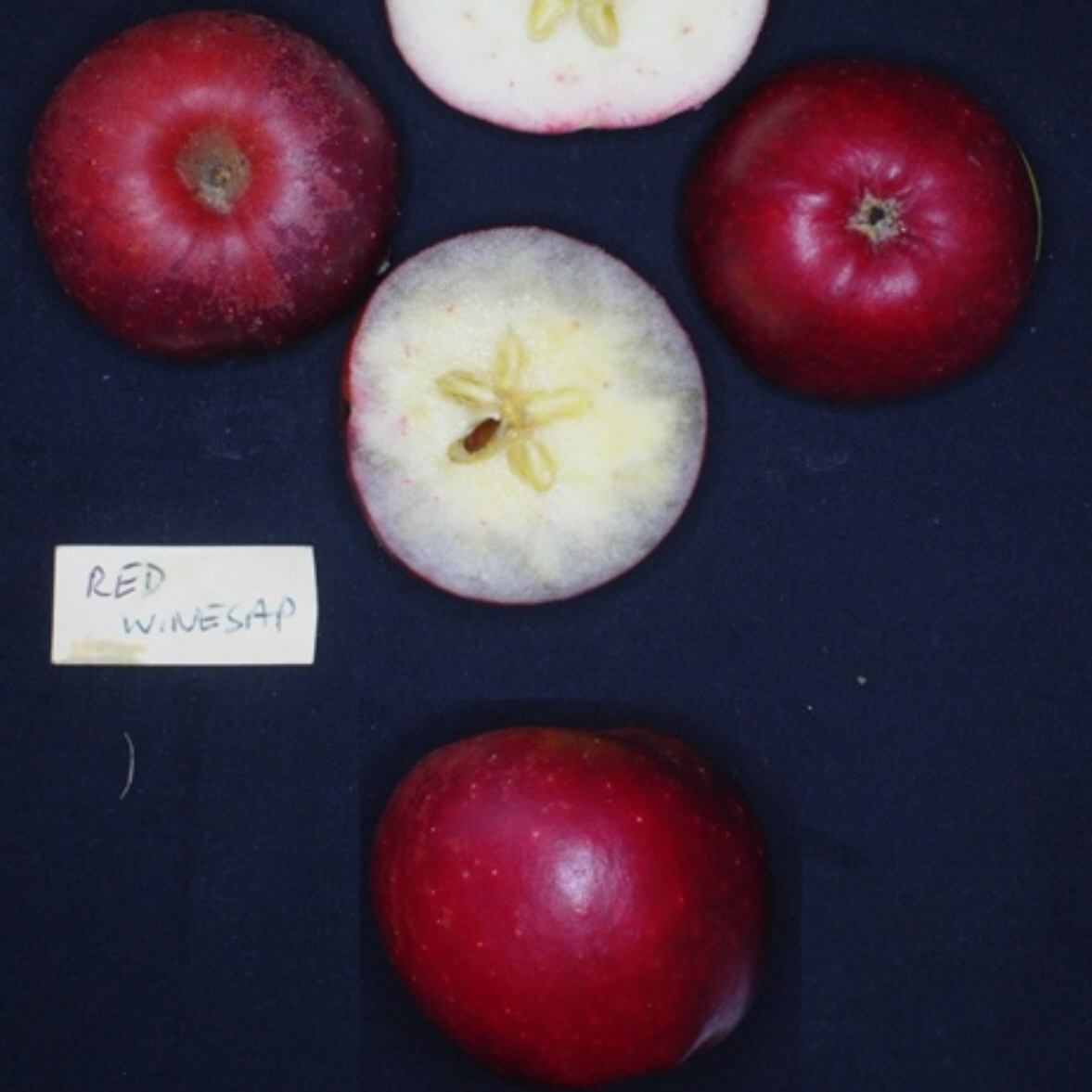 RED WINESAP (Scion)