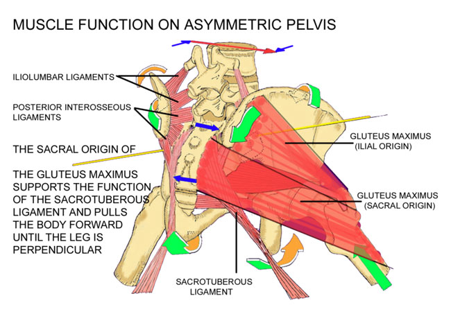 The Low Back The DonTigny Method