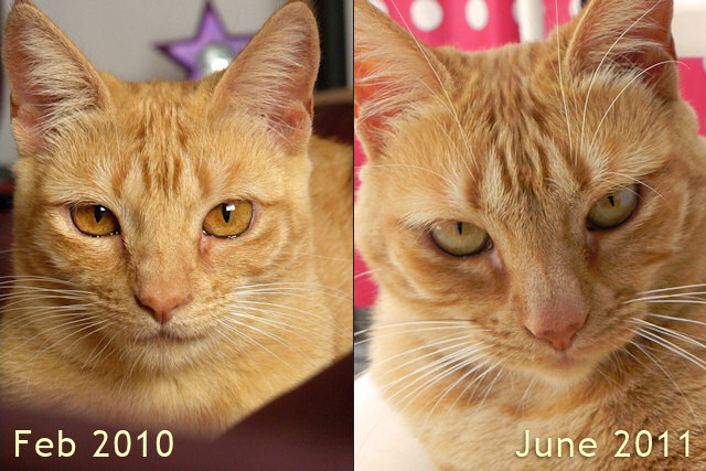 Unique Cat Eye Colors Eye Color Photos