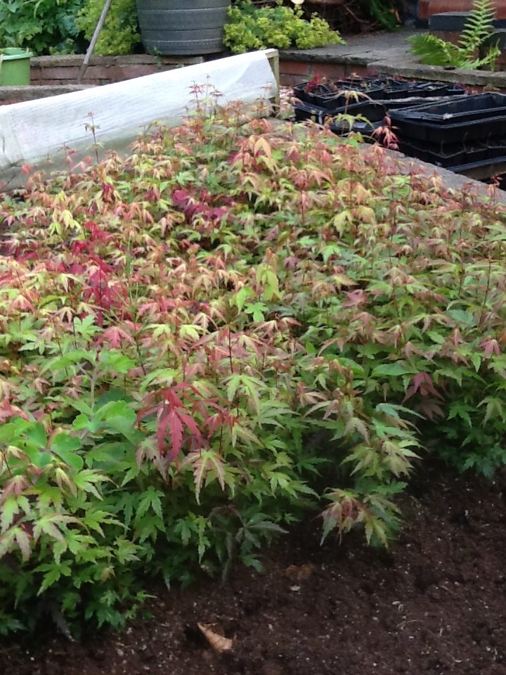 Japanese maple tree first year seedlings The Maple Man