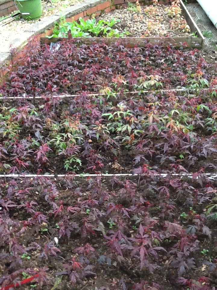 Japanese maple tree first year seedlings The Maple Man