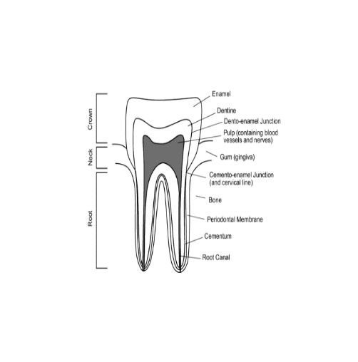 Tooth Decay Causes, Signs & Symptoms and Treatment MEDICUS