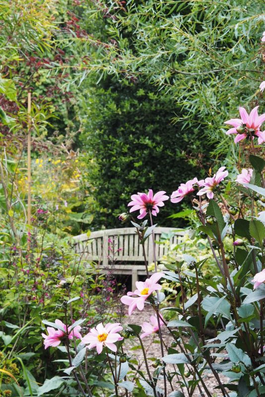 Cultivo de dalias Jardinería fácil