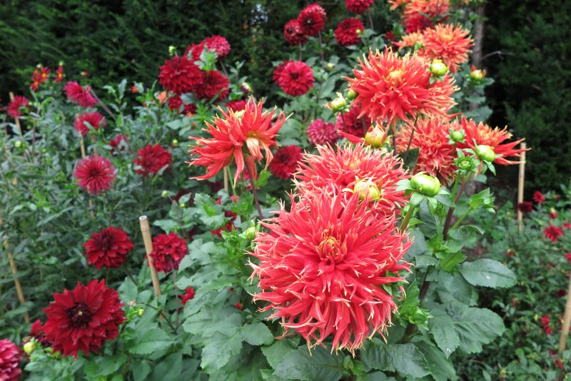 Make your garden last longer with dahlias The MiddleSized Garden