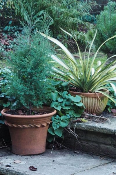 Here are my favorite tutorials that you can use for today i am excited to round up my favorite planter ideas for you. 10 Easy Care Evergreen Pots For Year Round Impact The Middle Sized Garden Gardening Blog