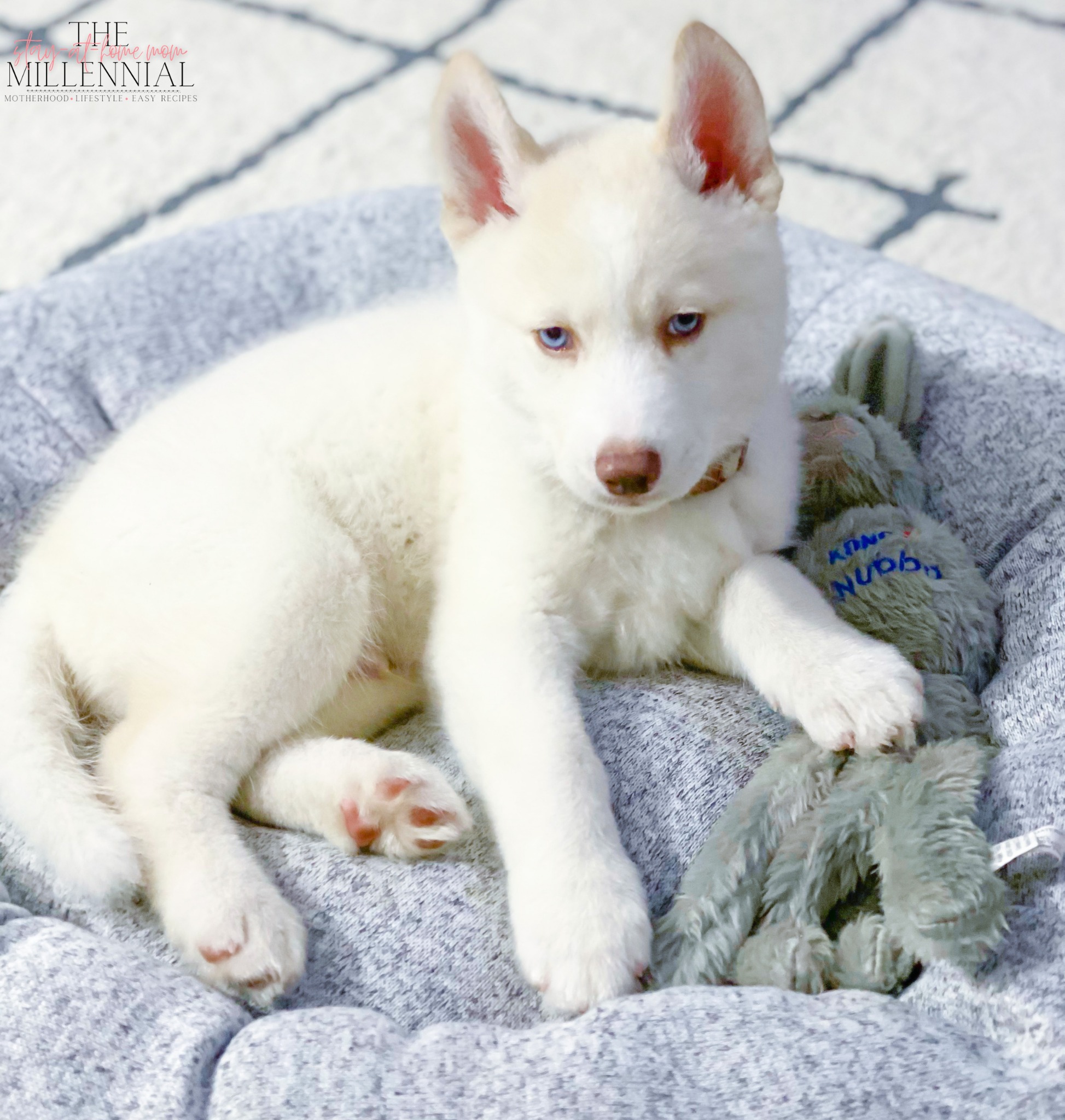 New Puppy Shopping List Complete Checklist for New Puppy Parents