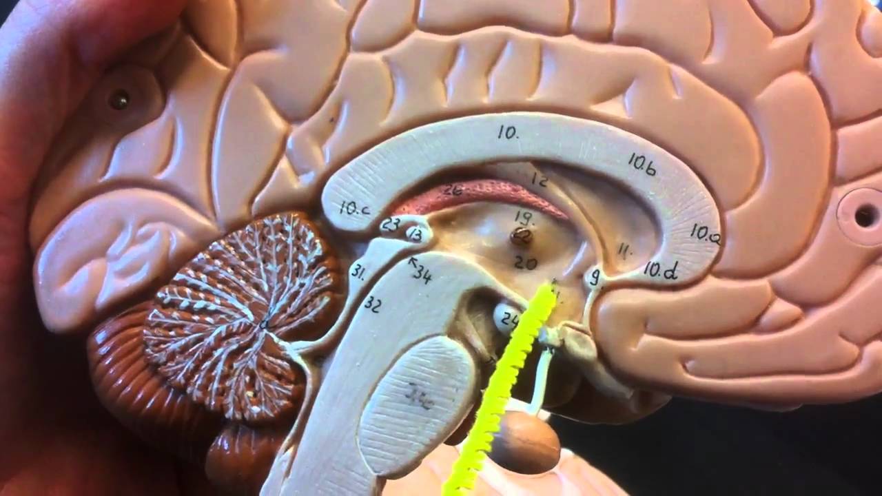 brainanatomy The Mind Voyager