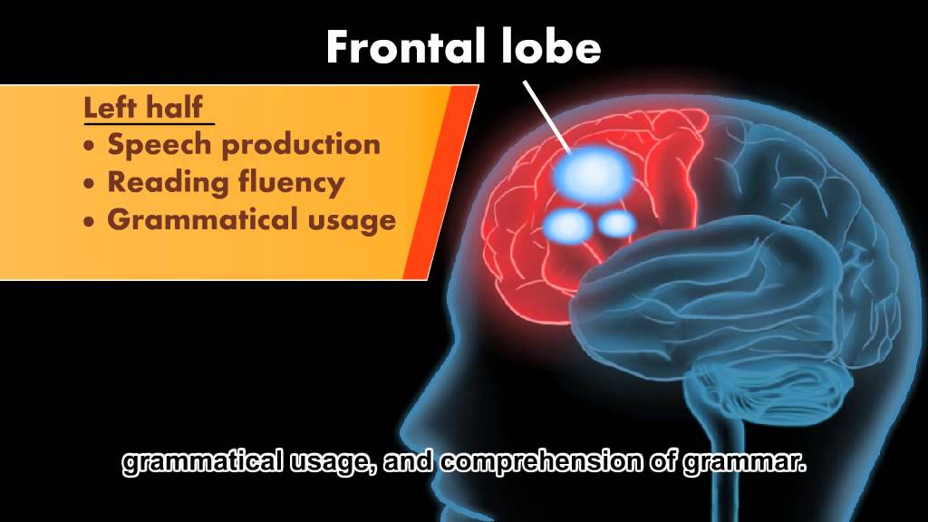 How Does The Reading Brain Work? The Mind Voyager