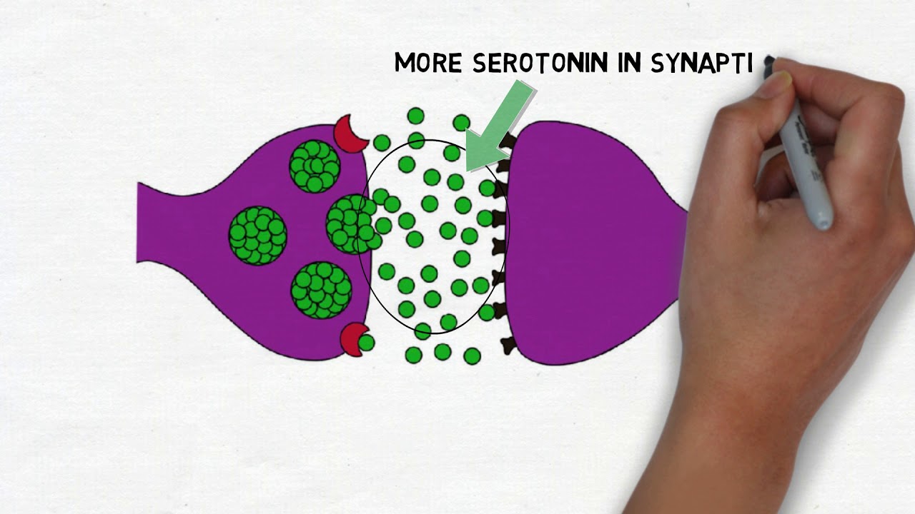 2Minute Neuroscience Selective Serotonin Reuptake
