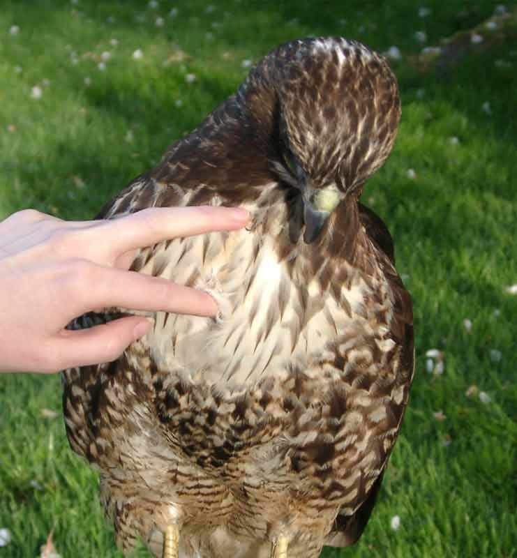 Terminology New York State Falconry Association