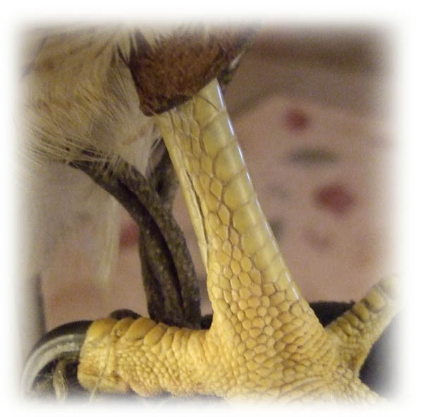 The Modern Apprentice Foot Care